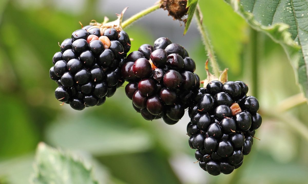 Growing Blackberries Indoors