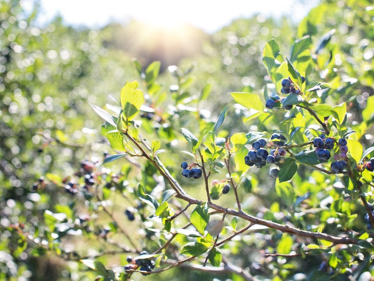 Growing Blueberries Indoors