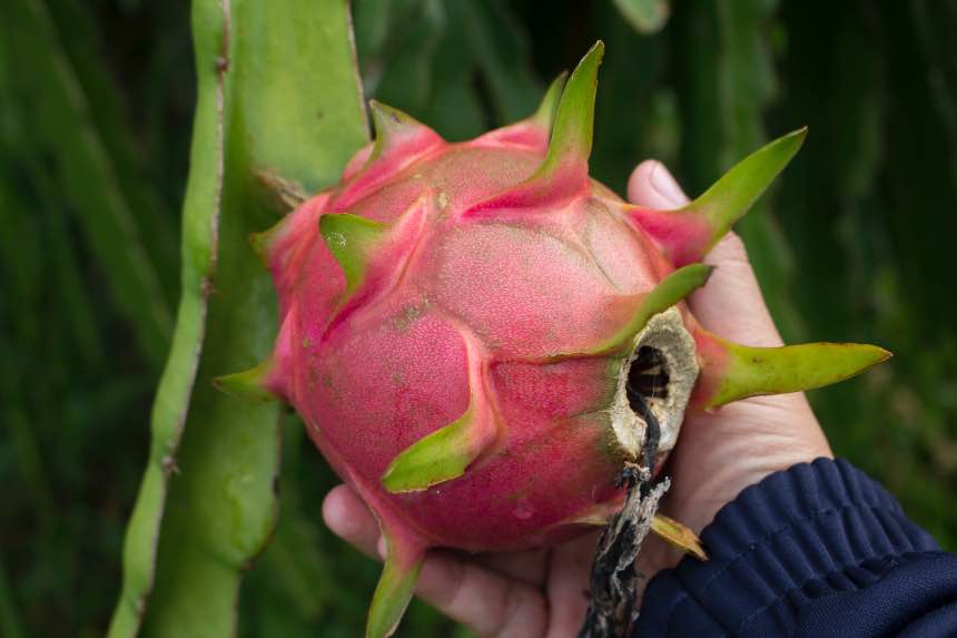 Growing Dragon Fruit Indoors