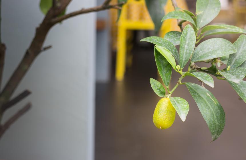 Indoor Fruit Trees You Can Grow At Home