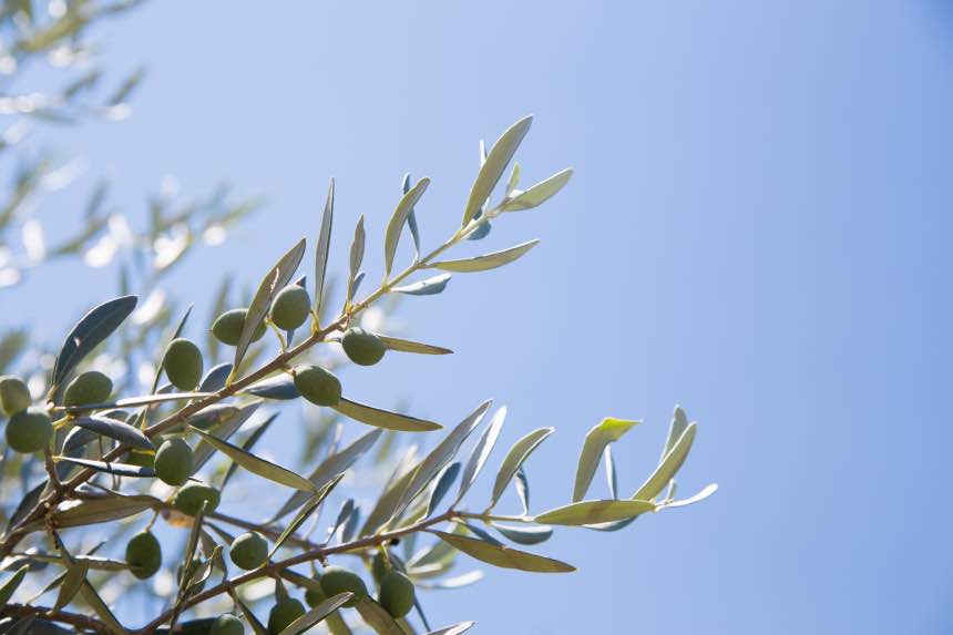 Growing Olive Trees Indoors