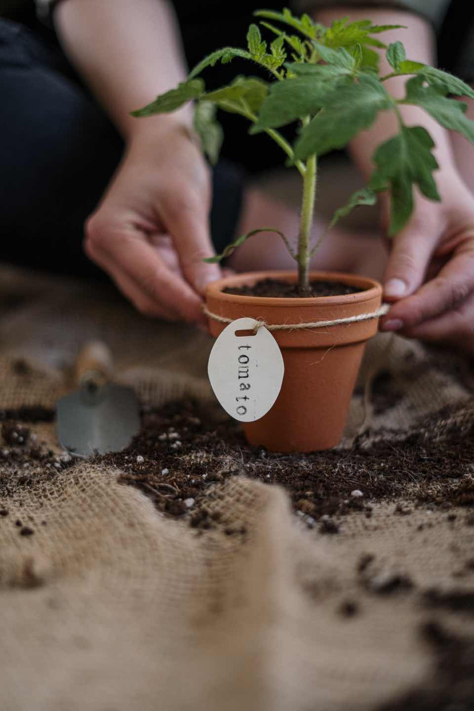 11 Tips For Growing Tomatoes in Pots