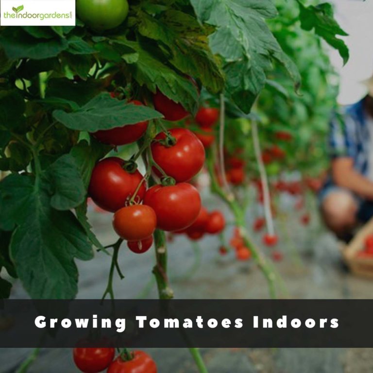 Growing Tomatoes Indoors