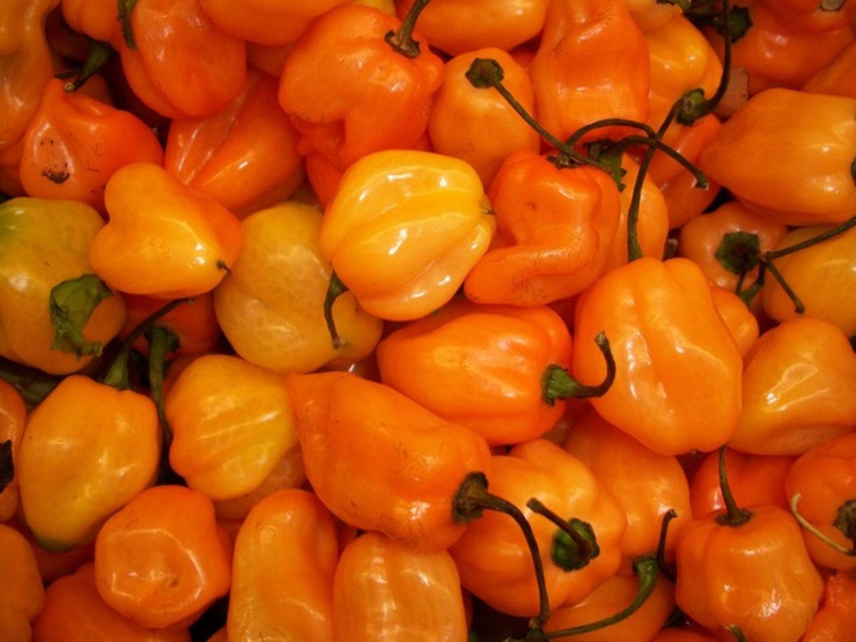 Delicious - Growing Habanero Peppers Indoors!