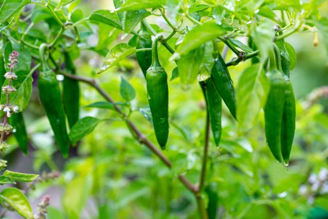 Harvesting Jalapenos - When and How