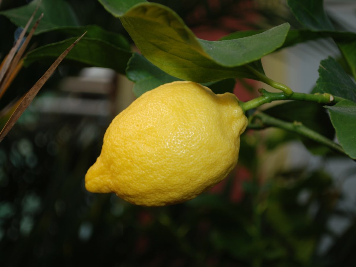 Growing Lemon Trees Indoors