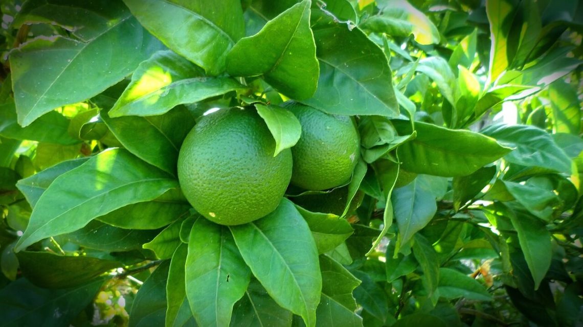 How To Grow Lime Tree Indoors