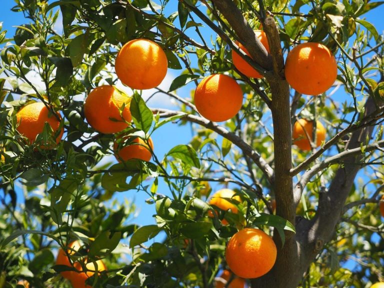 5 Tips For Growing Fruit Trees Indoors