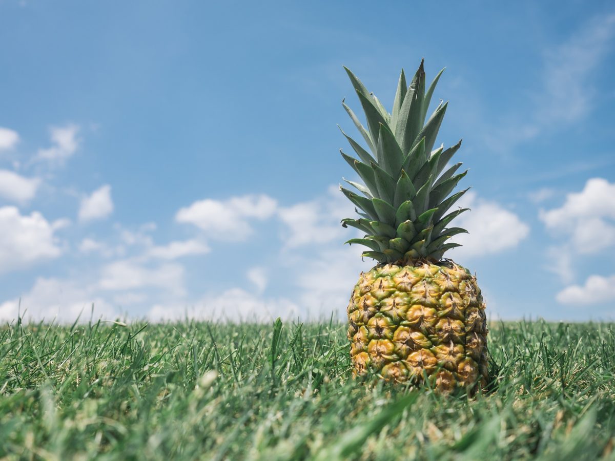 Container Gardening a Pineapple?