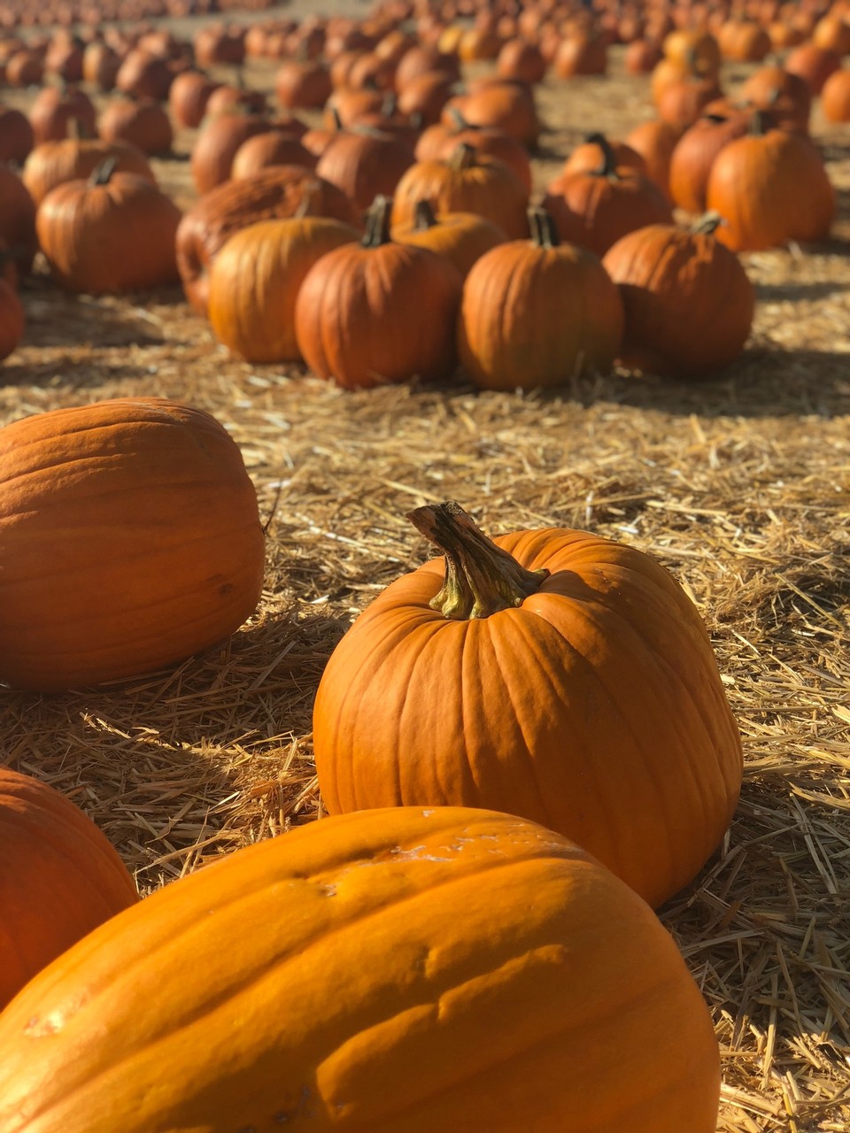 Growing Pumpkins Indoors