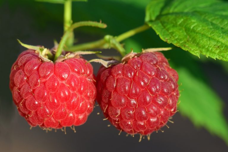 How to Grow Raspberries Indoors
