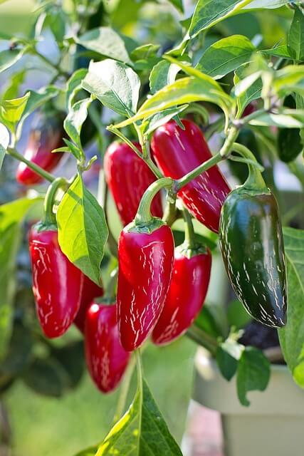 Red and Green Jalapenos