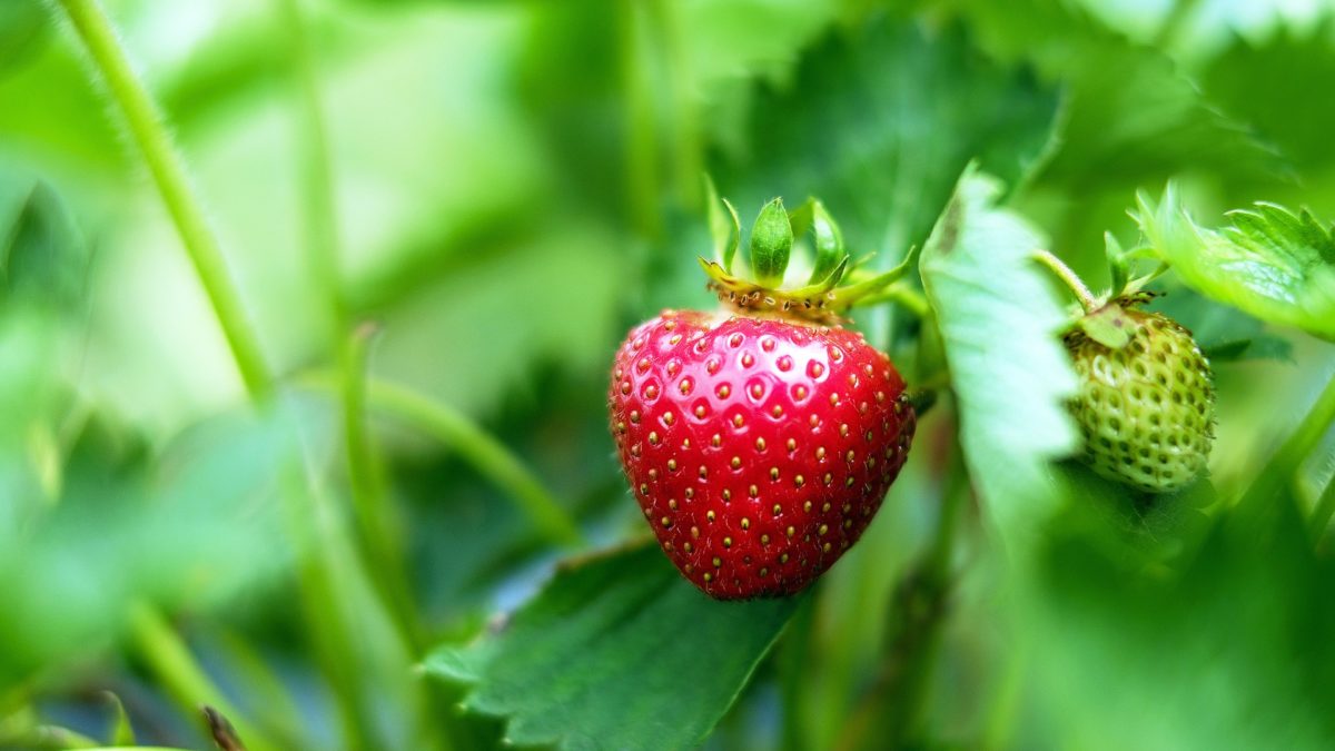Growing Delicious Strawberries Indoors!