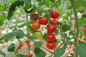 Cherry Tomatoes