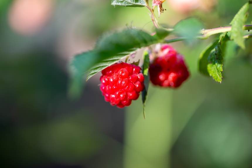 Transplanting Raspberries To Grow More Fruit