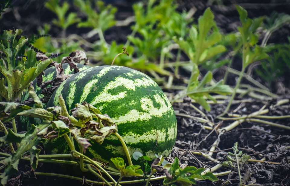 Watermelon Growing Tips
