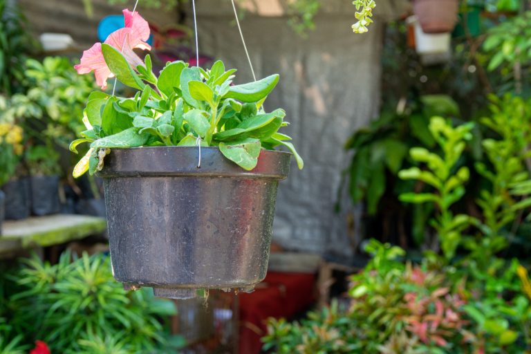 Hanging Garden