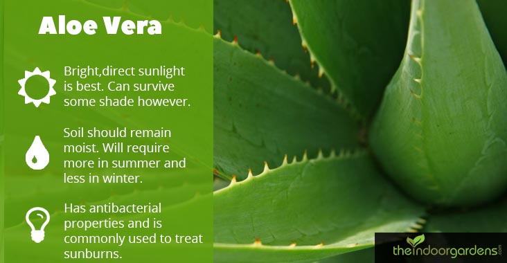 Growing Aloe Vera Tips