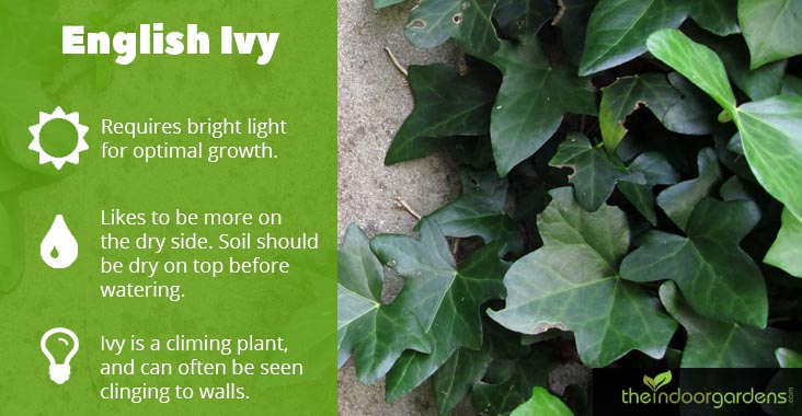 Growing English Ivy