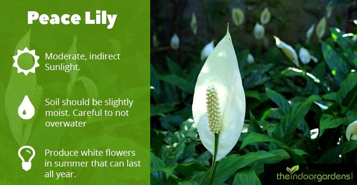 Growing Peace Lily