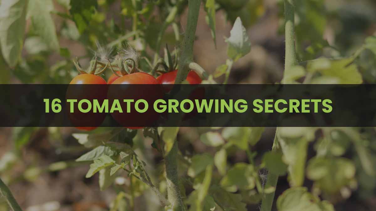 16 Tomato Growing Secrets For Larger Harvests