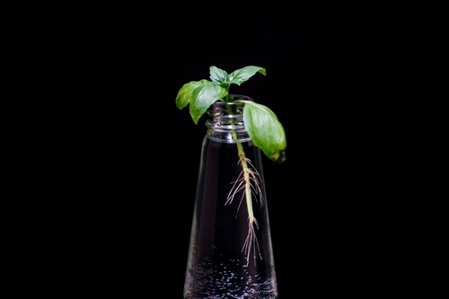 Basil cutting starting to root