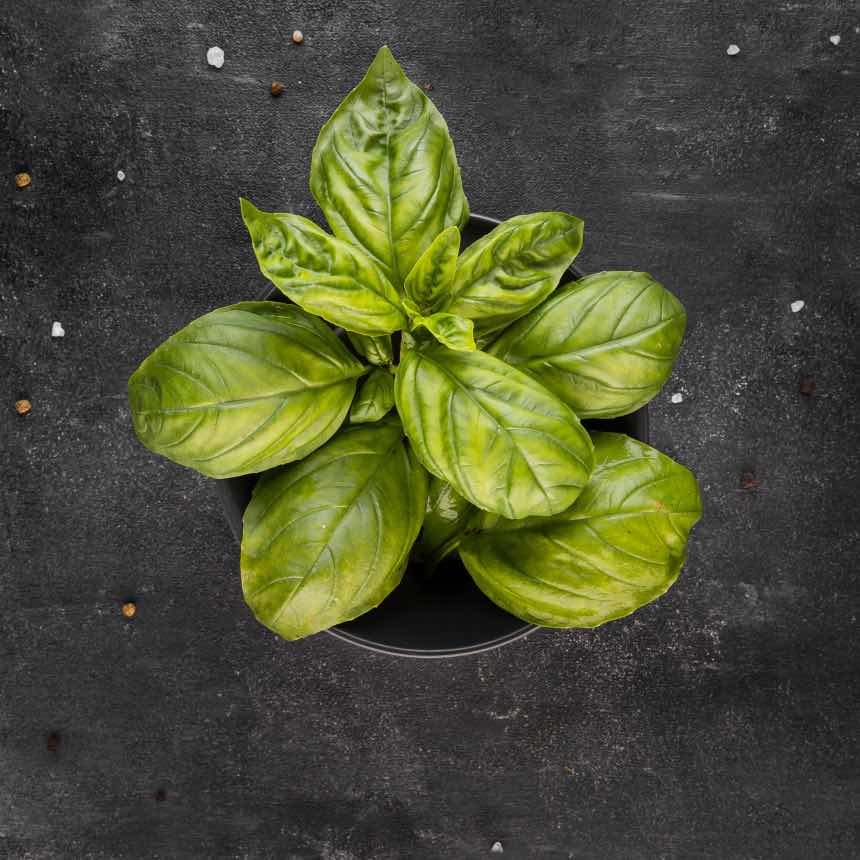 Basil Leaves Turning Yellow - Causes and Fixes