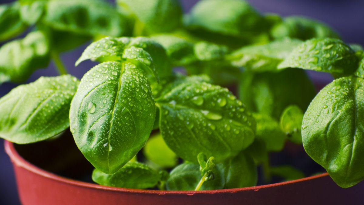 Tips For Growing Basil Indoors