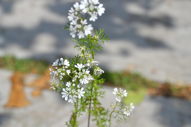 Bolting Cilantro Plant