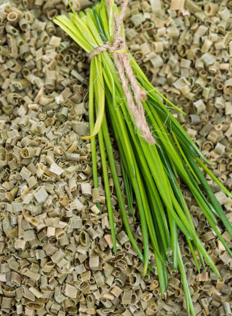 Bundled Chives After Harvest