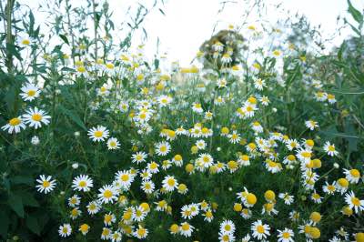 German Chamomile