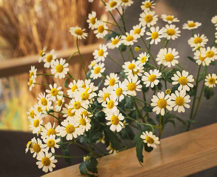 Growing Chamomile Indoors