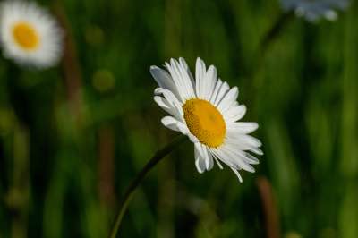 Roman Chamomile