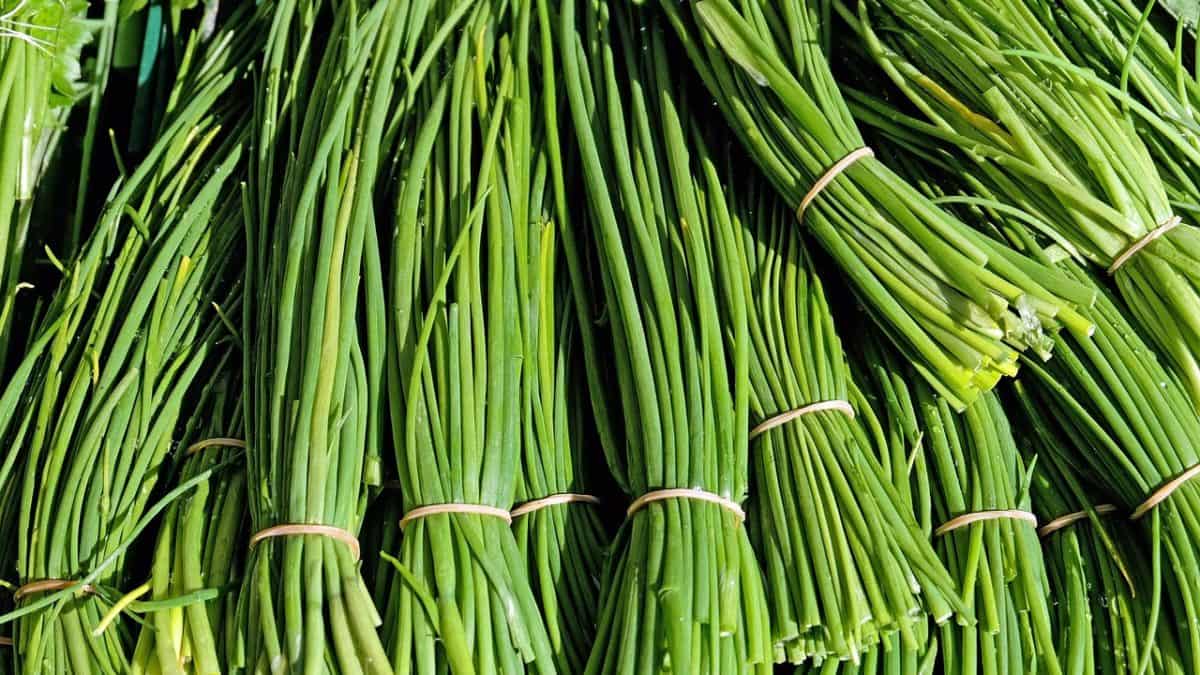 chives