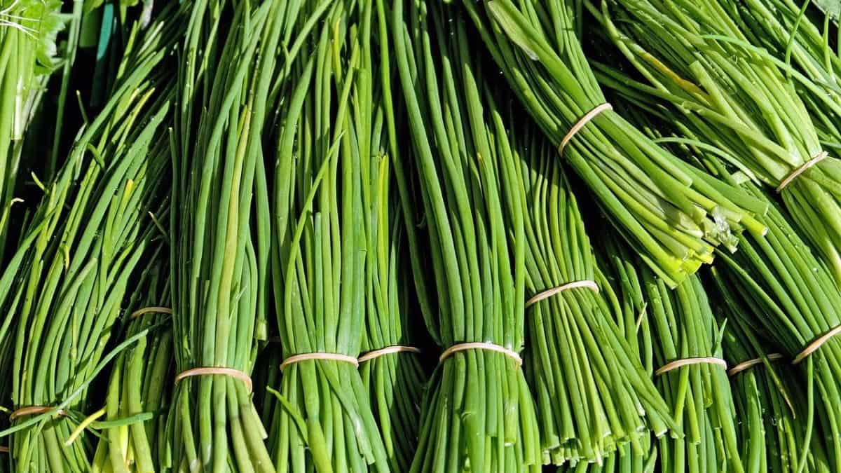 Growing Chives Indoors