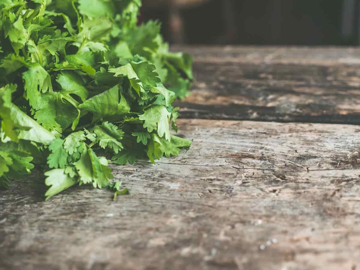 Growing Cilantro Indoors - Gardening Tips