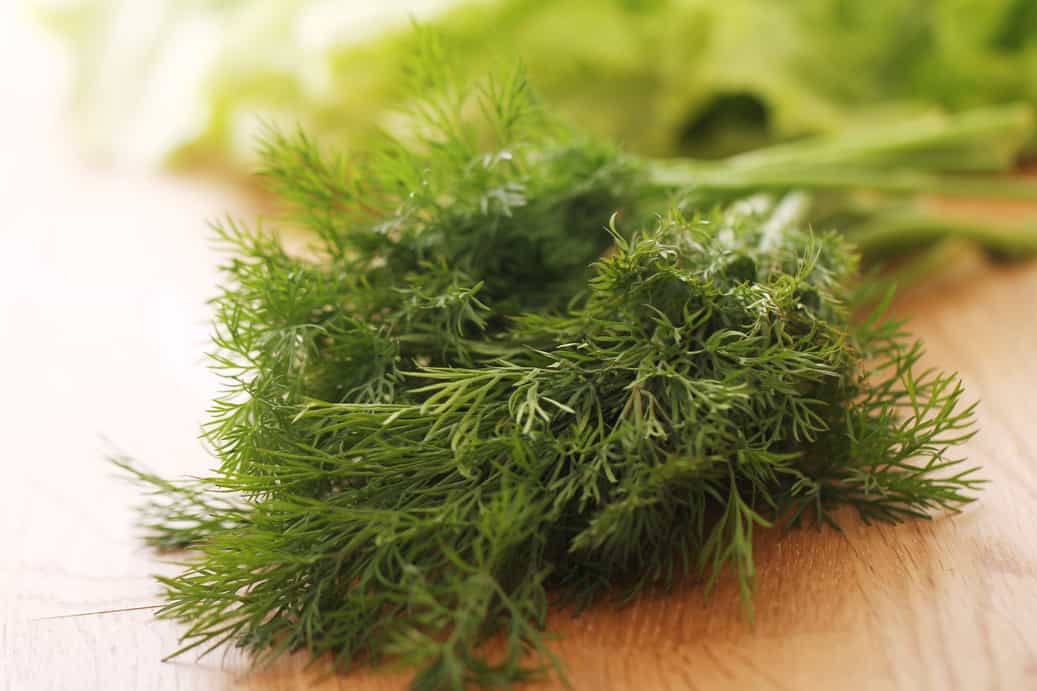 Top Ten Dill Varieties: Know Which One Is Best For You