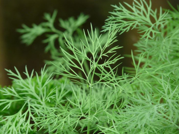 Growing Dill Indoors