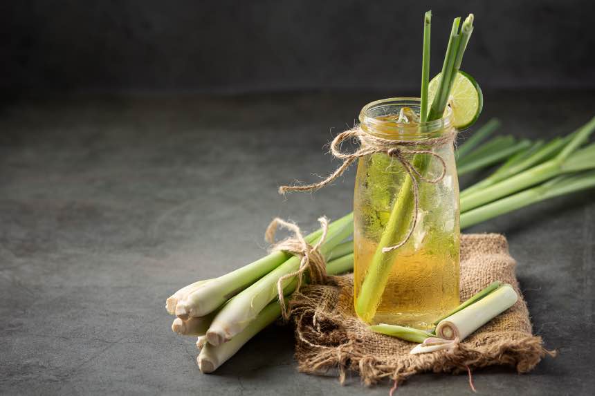 Growing Lemongrass Indoors