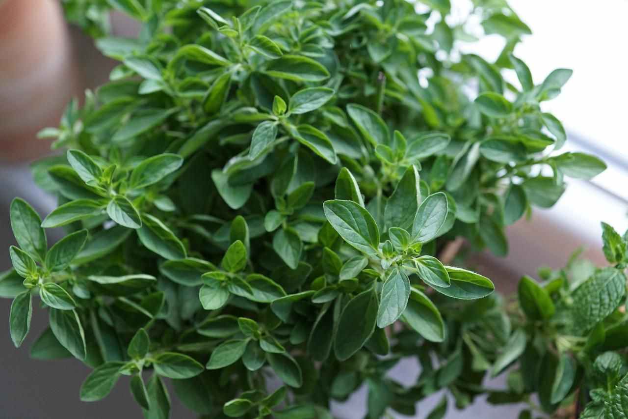 How To Grow Oregano Indoors