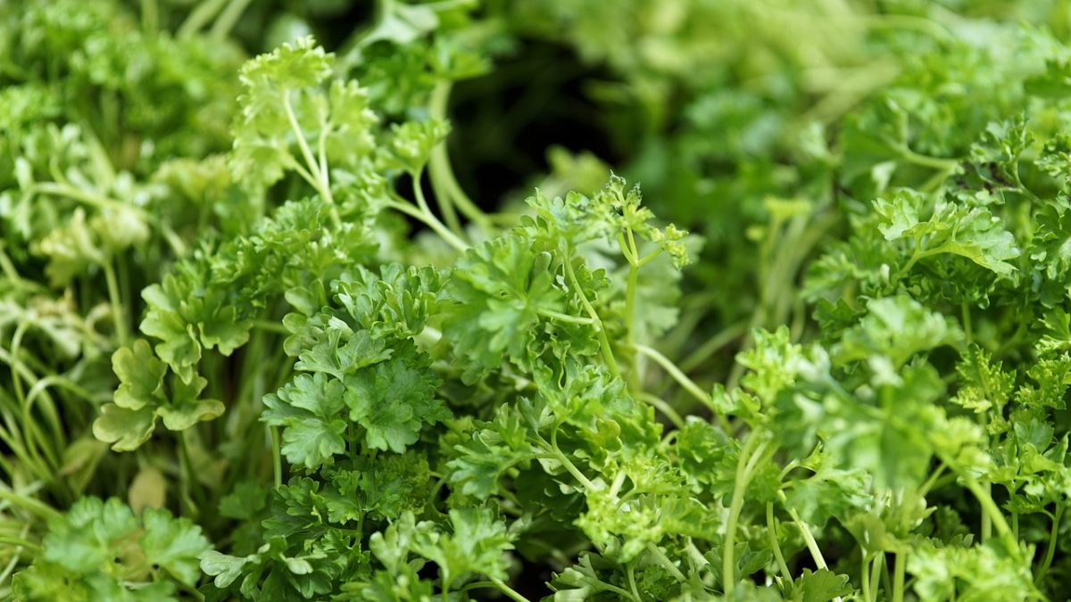 Growing Parsley Indoors