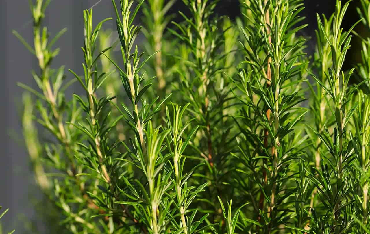 Growing Rosemary Indoors