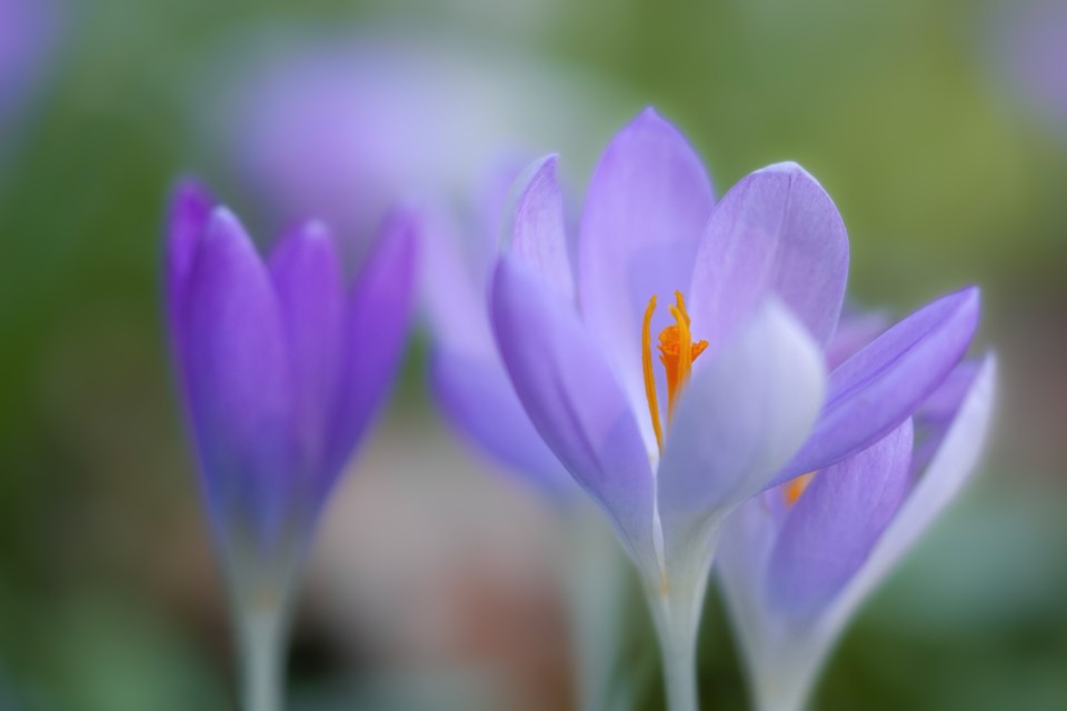 Growing Saffron Indoors