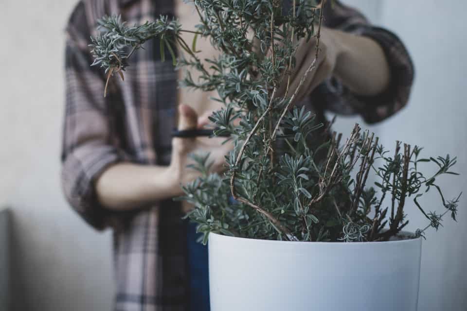 How To Prune Herbs for a Larger Harvest