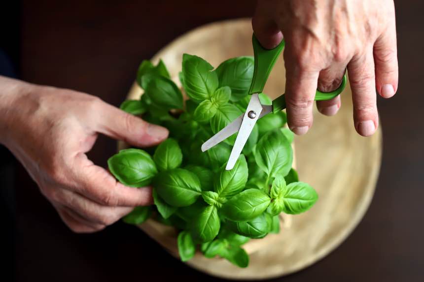 How to Trim Basil For a Larger Harvest