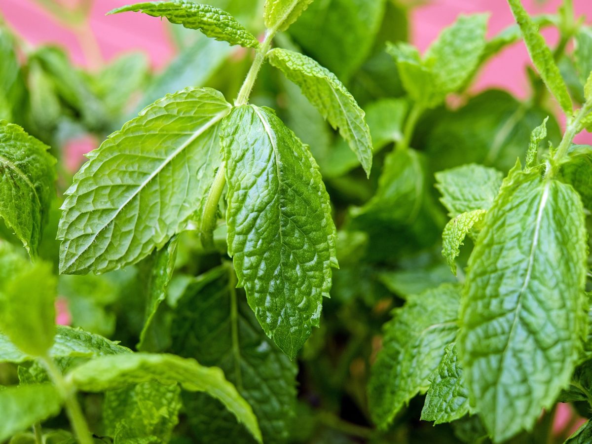 Growing Spearmint Indoors