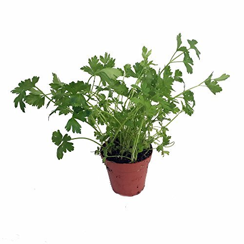 Parsley