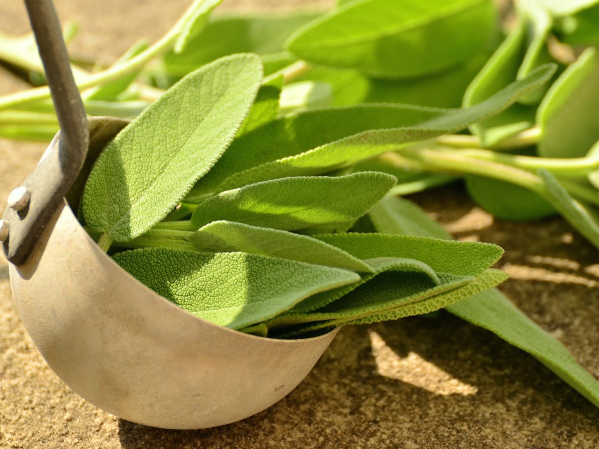 Start Growing Sage Indoors