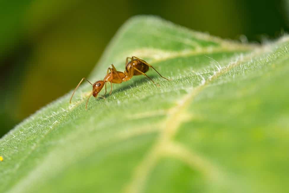 Dealing With Ants In Your Garden