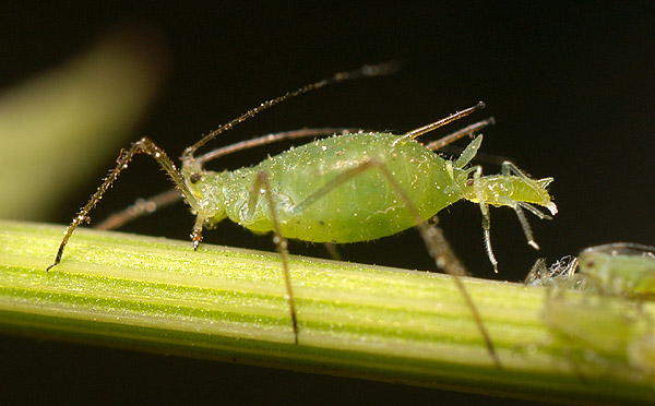 How To Get Rid Of Aphids In Your Garden
